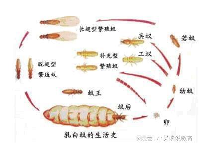 大沥白蚁防治中心 大沥白蚁防治公司