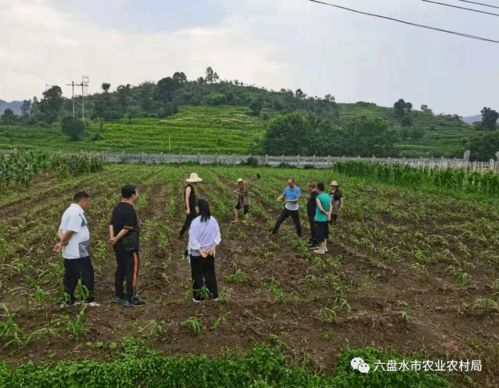 省植保站专家一行到市农科院岩脚综合科研基地指导病虫害防治